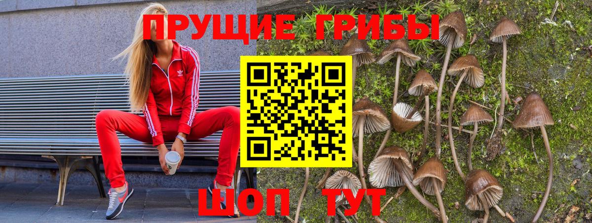 Псилоцибиновые грибы ЛСД  Вход с VPN  Новоалександровск 